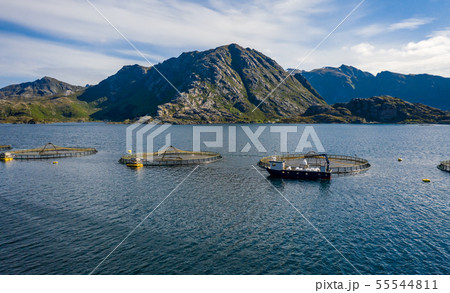 Farm salmon fishing in Norway 55544811
