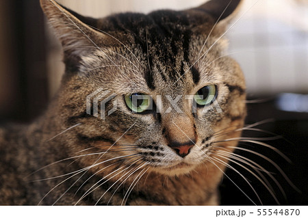 ネコ ネコ 55544870