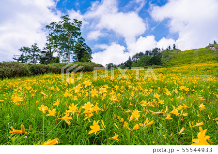 （長野県）志賀高原・東館山高山植物園　夏 55544933