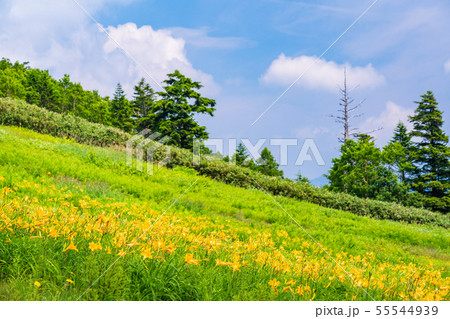 （長野県）志賀高原・東館山高山植物園　夏 55544939