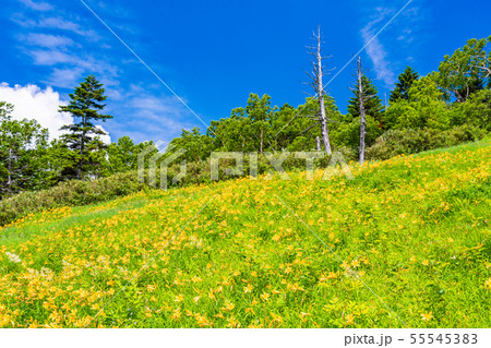 長野県 志賀高原 東館山高山植物園 夏の写真素材