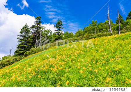 （長野県）志賀高原・東館山高山植物園　夏 55545384