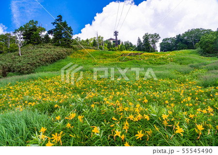（長野県）志賀高原・東館山高山植物園　夏 55545490