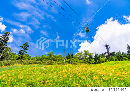 （長野県）志賀高原・東館山高山植物園　夏 55545495