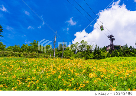 （長野県）志賀高原・東館山高山植物園　夏 55545496