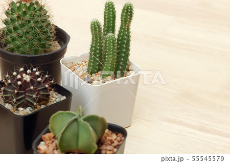 Collection of small cactus succulent green plant. 55545579