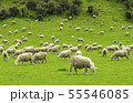 羊 55546085