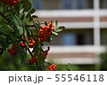 Rowan on a branch. Red rowan. Rowan berries on the tree 55546118