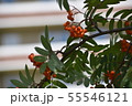 Rowan on a branch. Red rowan. Rowan berries on the tree 55546121