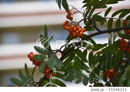 Rowan on a branch. Red rowan. Rowan berries on the tree 55546121
