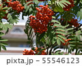 Branches of European Mountain Ash Rowan tree with ripe berries 55546123