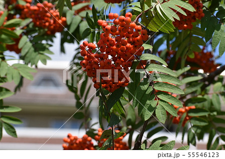 Branches of European Mountain Ash Rowan tree with ripe berries Branches of European Mountain Ash Rowan tree with ripe berries 55546123