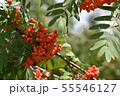 Rowan on a branch. Rowan berries on rowan tree. Red rowan. 55546127