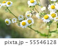White Flower with yellow in the center on green abstract background 55546128