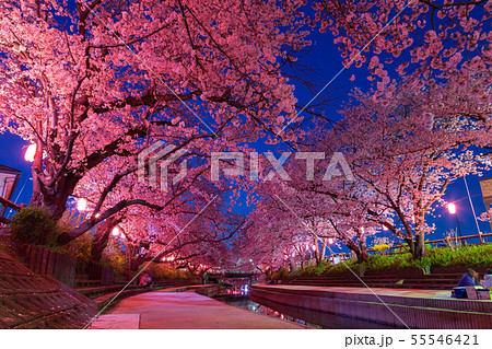 東京ミッドタウンで桜ライトアップ、200m続く幻想的な“夜桜並木