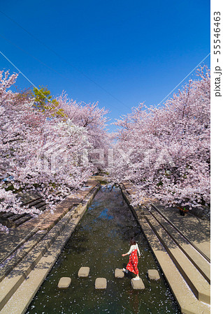 元荒川の桜並木 埼玉県鴻巣市の写真素材 [55546463] - PIXTA
