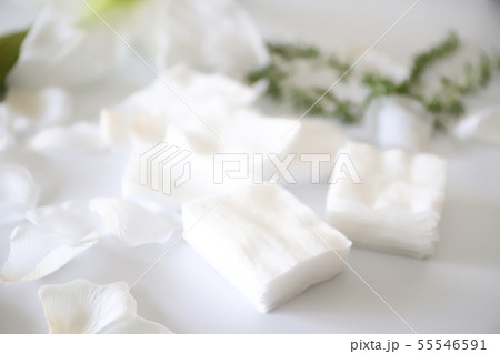 コットン 55546591