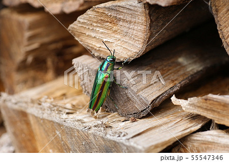 タマムシ タマムシ 55547346