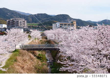 桜並木と志井川 55548071