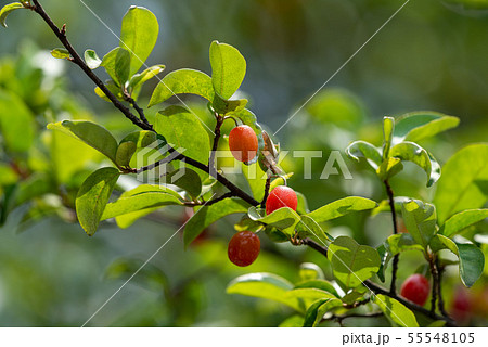 熟れ始めのグミの実 55548105
