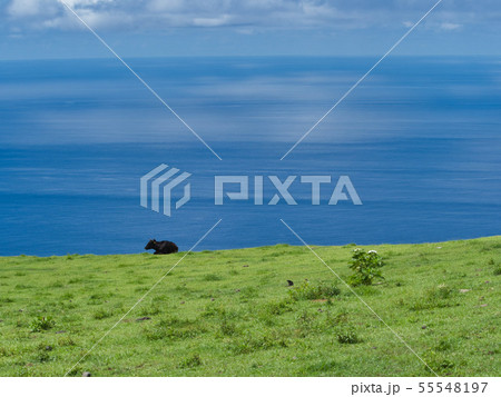 海の見える牧場 八丈島にて 海の見える牧場 八丈島にて 55548197