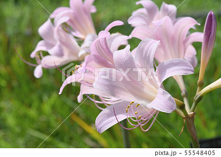 ナツズイセン 55548405