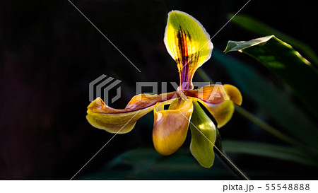 Paphiopilum Villosujm Wild orchid. 55548888