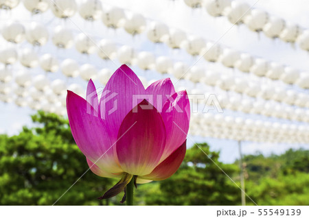 奉恩寺に咲く蓮の花と提灯の写真素材