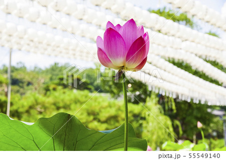 奉恩寺に咲く蓮の花と提灯の写真素材