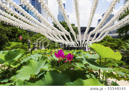 奉恩寺に咲く蓮の花と提灯 55549143
