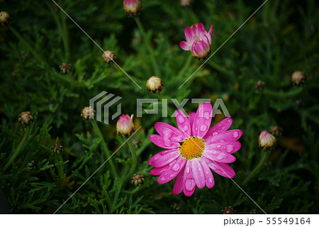 マーガレット(桃色) 55549164