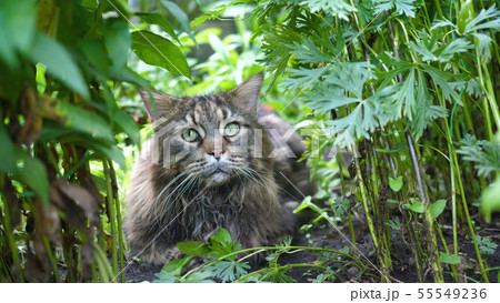 Big gray cat sitting in the garden bush. Maine coon Big gray cat sitting in the garden bush. Maine coon 55549236