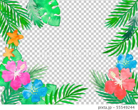 水彩南国花と植物フレームのイラスト素材