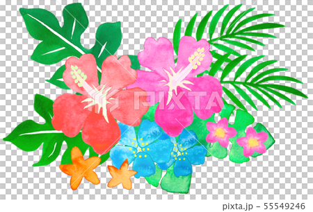 水彩南国花植物のイラスト素材
