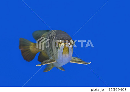Asian Arowana Fish Asian Arowana Fish 55549403