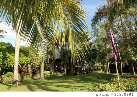 南国リゾート 55550391