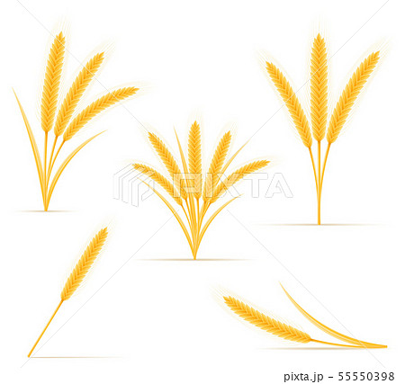 yellow ears of ripe wheat spikelet vector yellow ears of ripe wheat spikelet vector 55550398