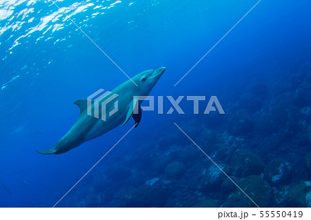 イルカ イルカ 55550419