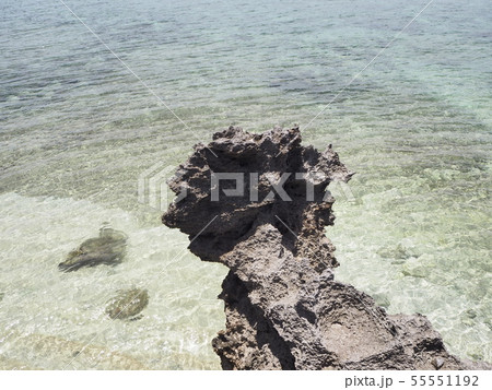 波照間島の浜シタン群落のビーチ 波照間島の浜シタン群落のビーチ 55551192