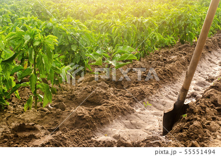 Plantation pepper and irrigation channel Plantation pepper and irrigation channel 55551494
