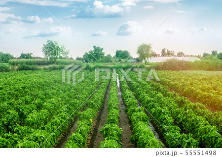Plantations of sweet Bulgarian bell pepper. Plantations of sweet Bulgarian bell pepper. 55551498