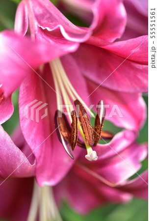 ユリの花 ピンク色の写真素材