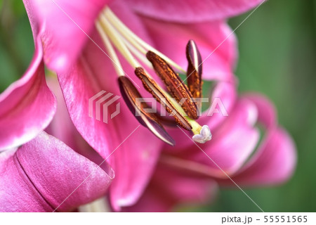 ユリの花 ピンク色の写真素材