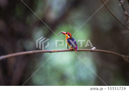 Adult Oriental dwarf kingfisher (Ceyx erithaca) 55551729