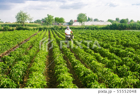 A farmer walks through a plantation field A farmer walks through a plantation field 55552048