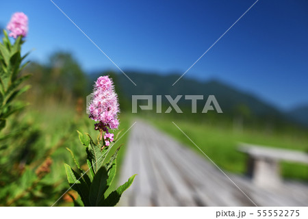 ホザキシモツケと木道 55552275