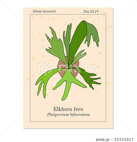 Staghorn or elkhorn fern Platycerium bifurcatum , ornamental and medicinal plant Staghorn or elkhorn fern Platycerium bifurcatum , ornamental and medicinal plant 55552917
