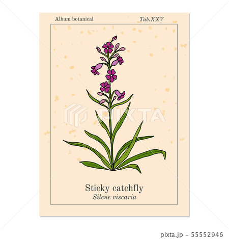 Sticky catchfly Silene viscaria , or clammy campion, medicinal plant Sticky catchfly Silene viscaria , or clammy campion, medicinal plant 55552946