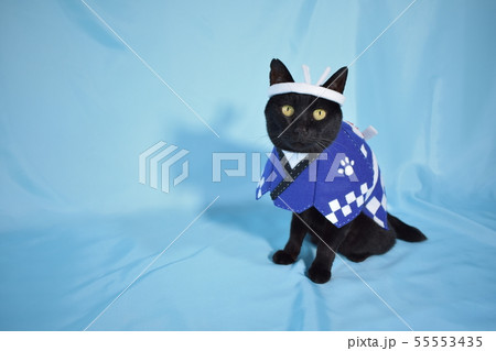 コスプレをしている黒猫の写真（お祭り） 55553435