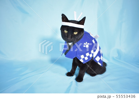 コスプレをしている黒猫の写真(お祭り) コスプレをしている黒猫の写真(お祭り) 55553436
